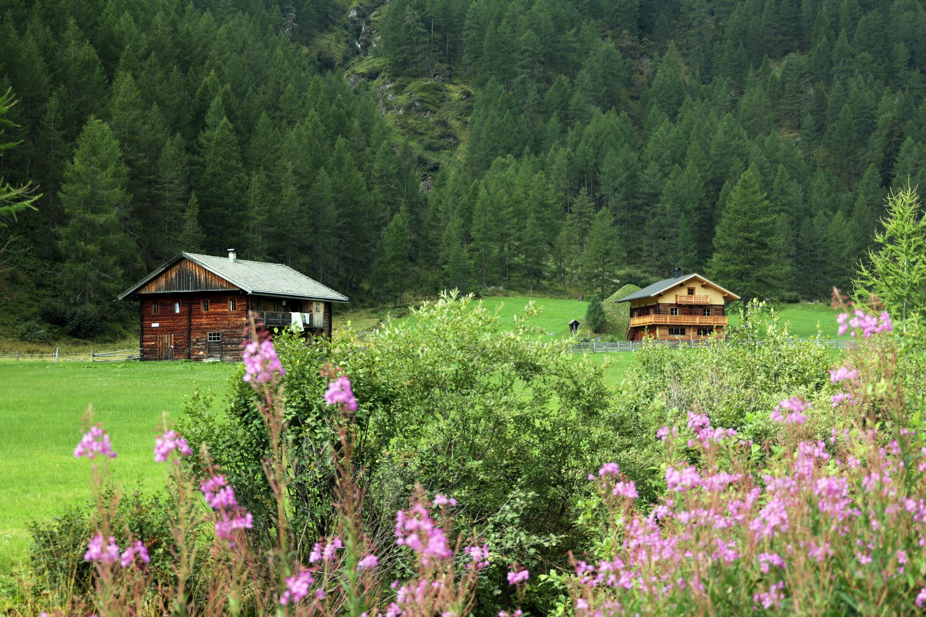 Die Alm mit blühenden Bergblumen